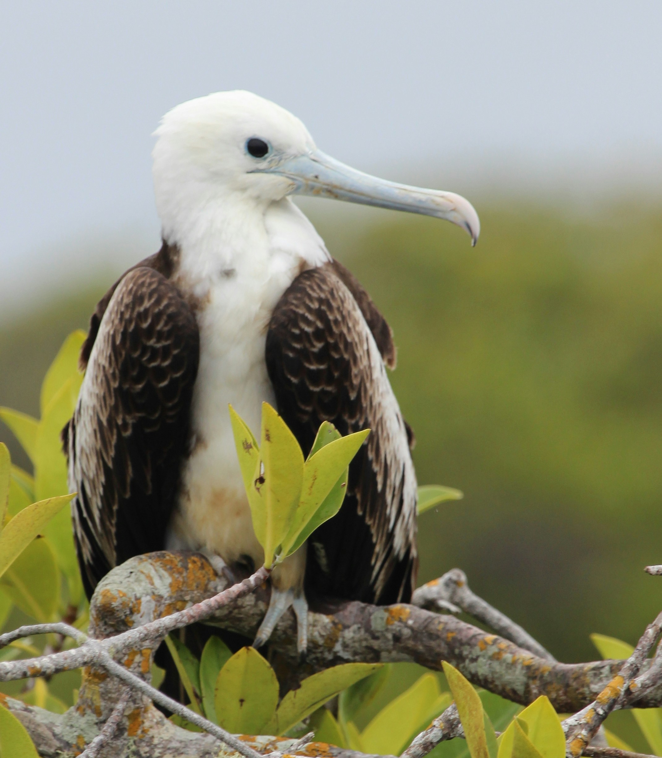 FLIGHT TO THE GALAPAGOS ISLAND. VISIT TO SANTA CRUZ HIGHLANDS AND CHARLES DARWIN STATION