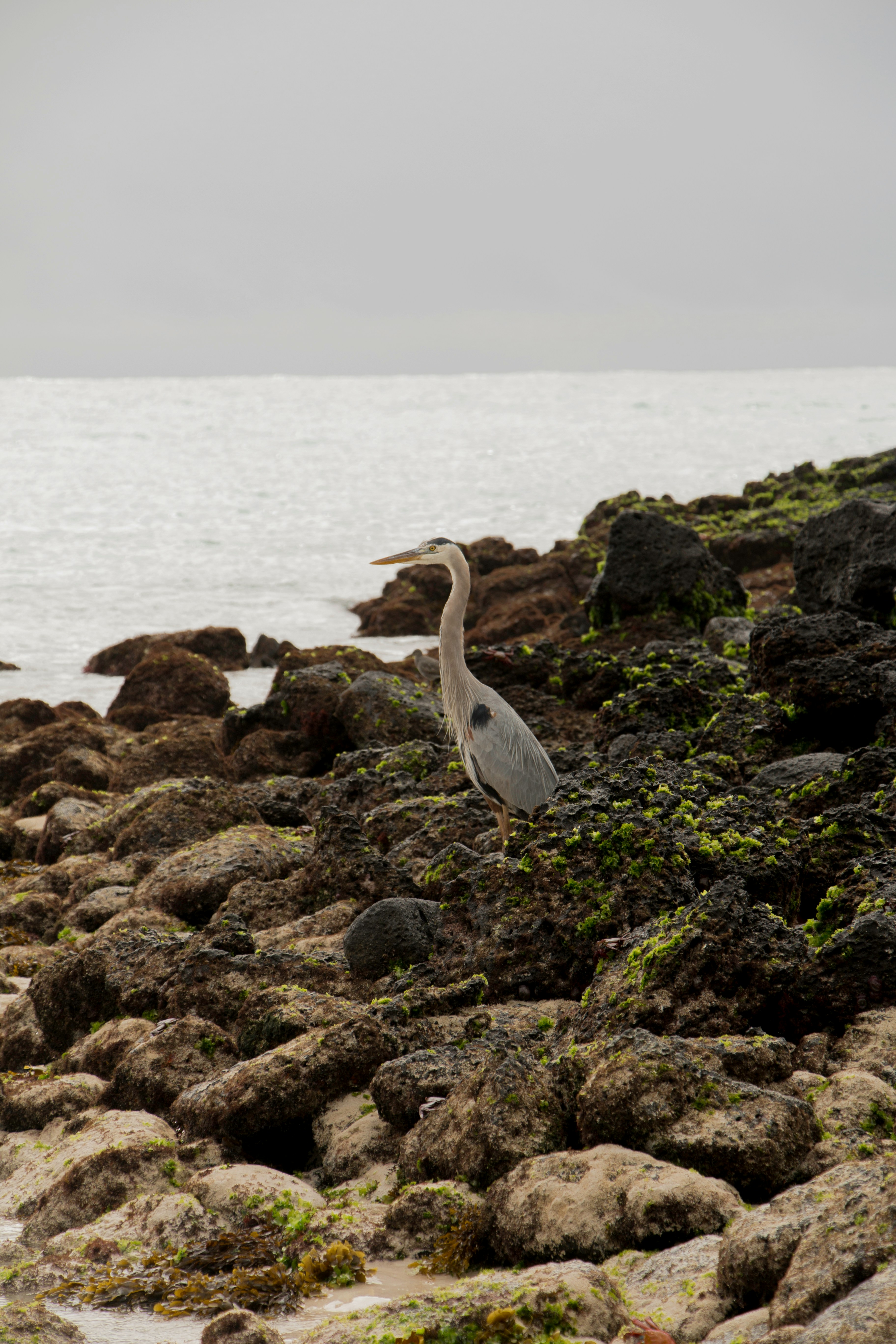  ISABELA ISLAND FULL DAY