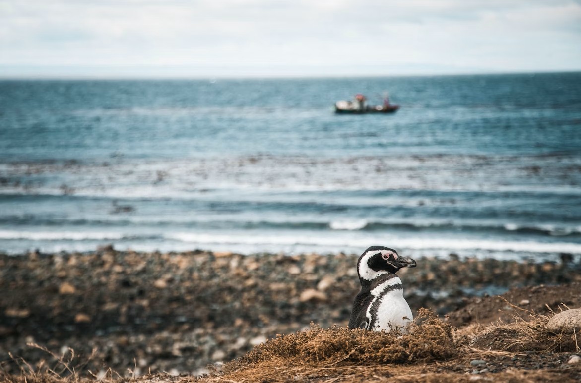 Punta Arenas - Magdalena Island - Punta Arenas