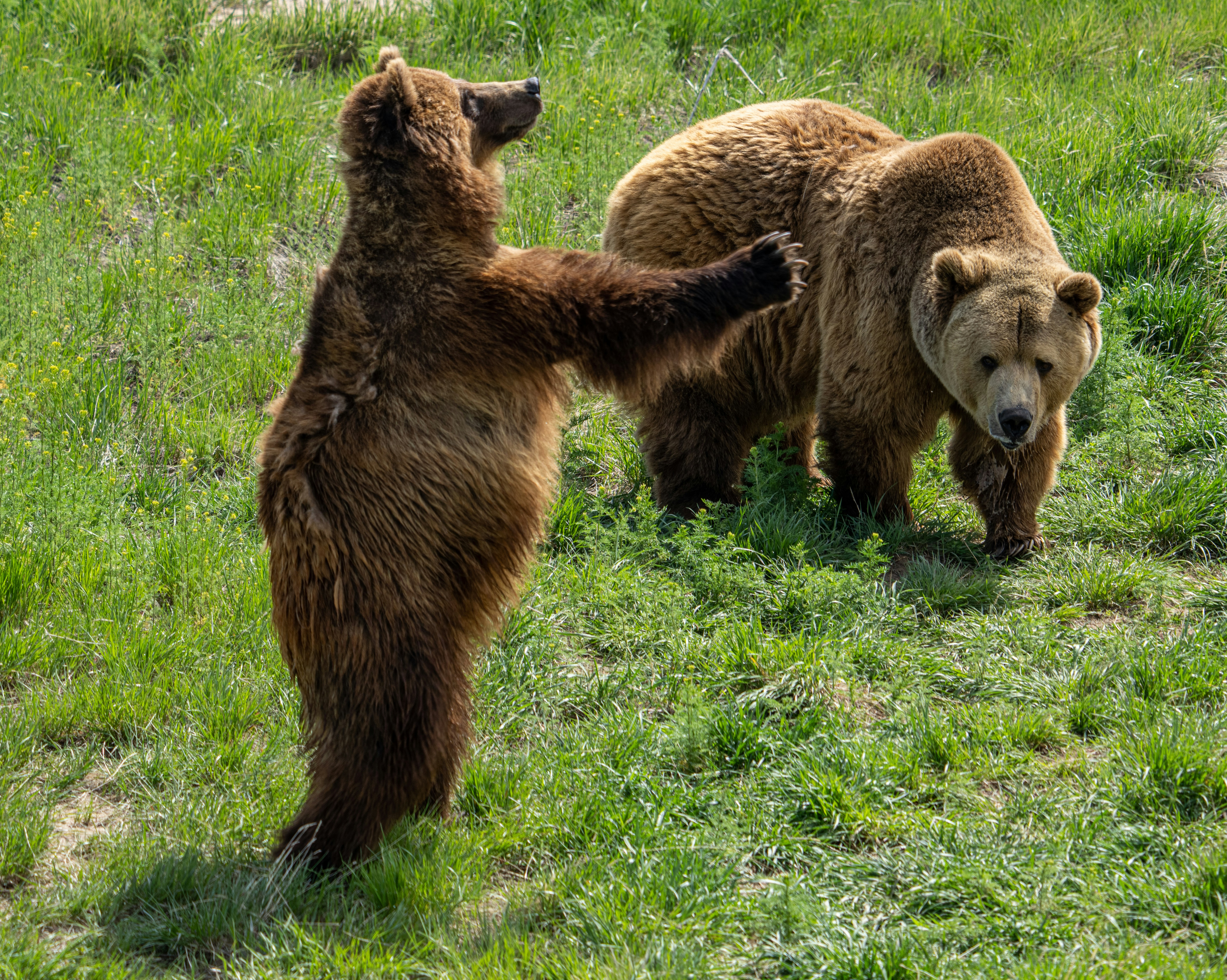 Day Trip to Rila Fun Park and the Dancing Bears Park in Belitsa
